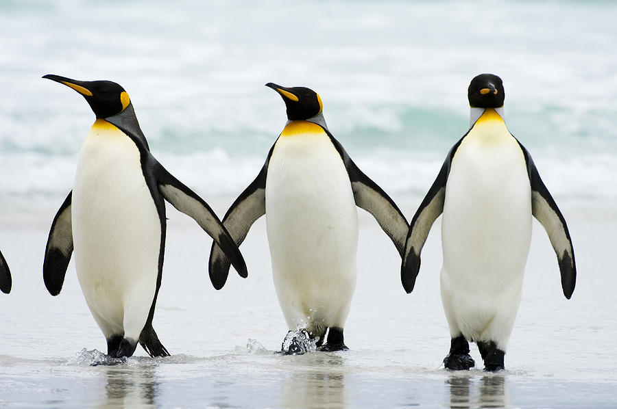 Penguins